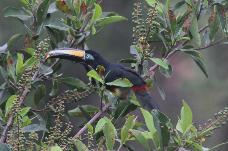 Many-banded Aracari - Jurgen Beckers