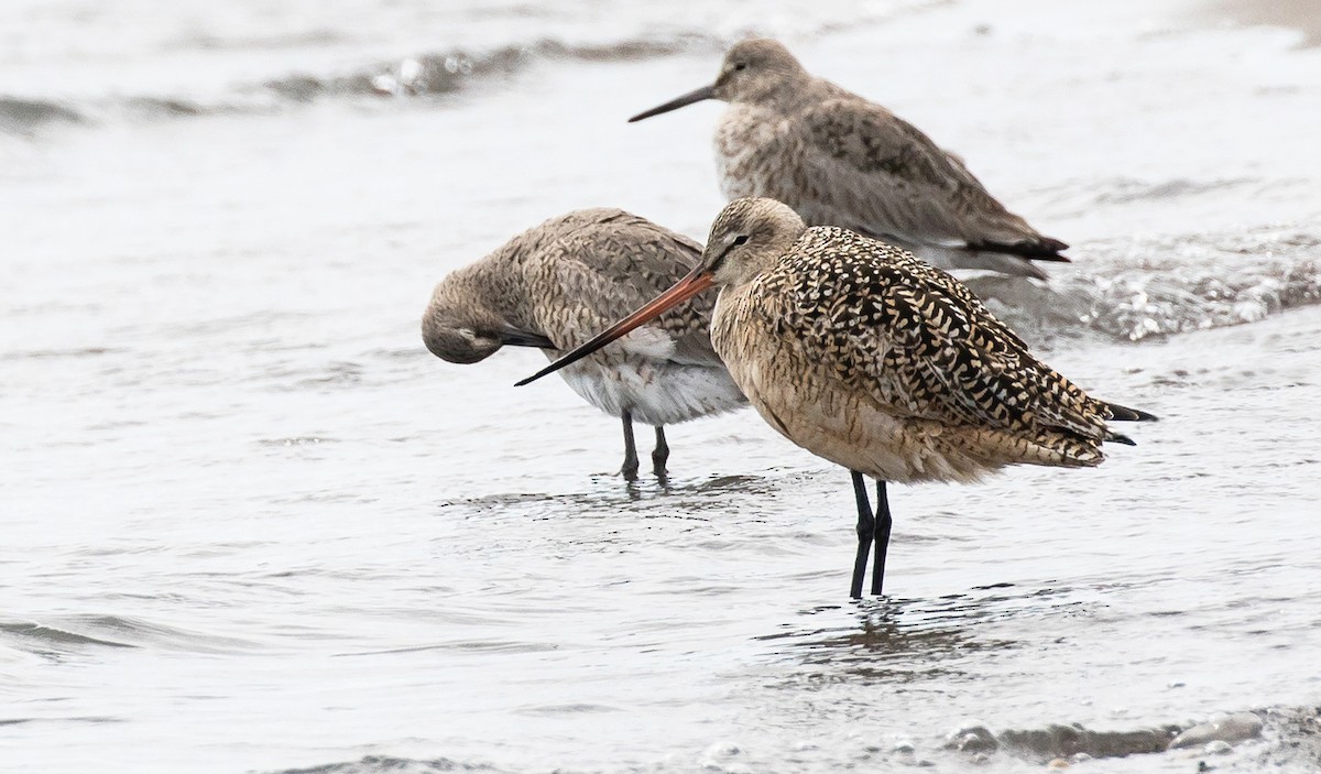 Marbled Godwit - Garry  Sadler