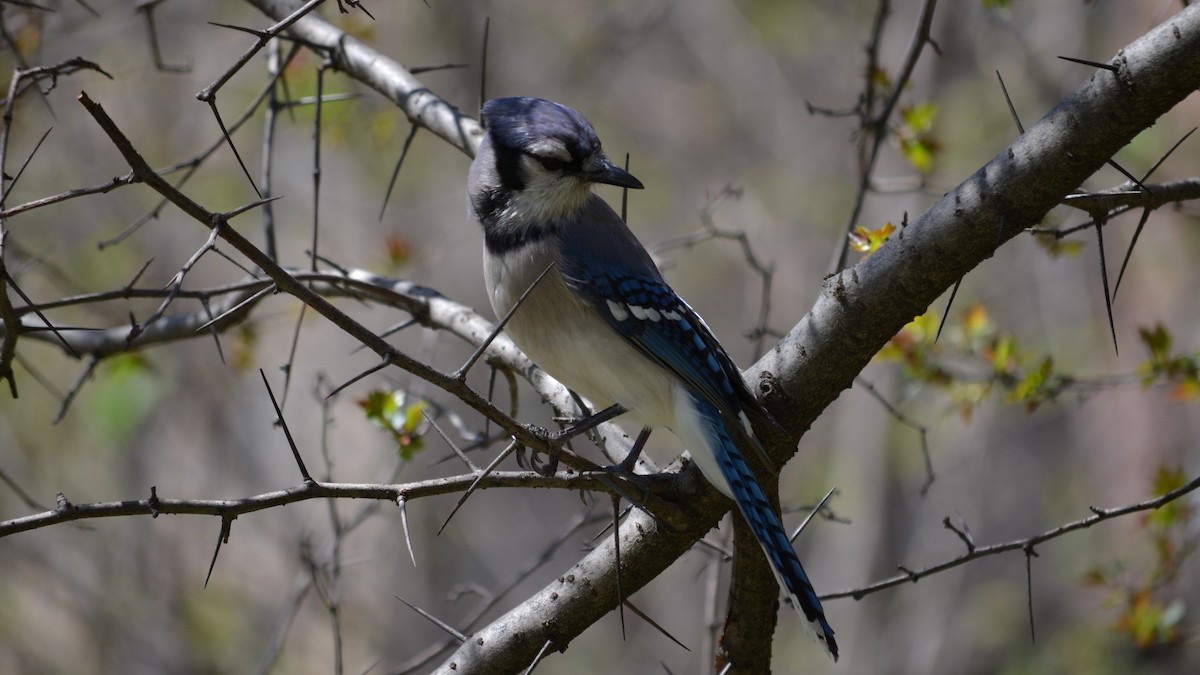 Blue Jay - ML96864131