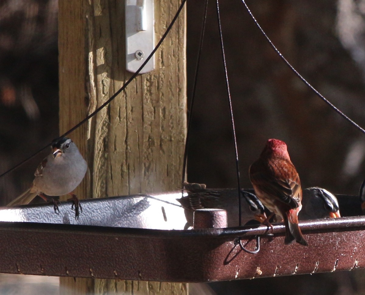 Purple Finch (Western) - ML96866441