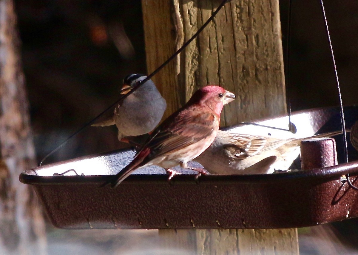 Purple Finch (Western) - ML96866471