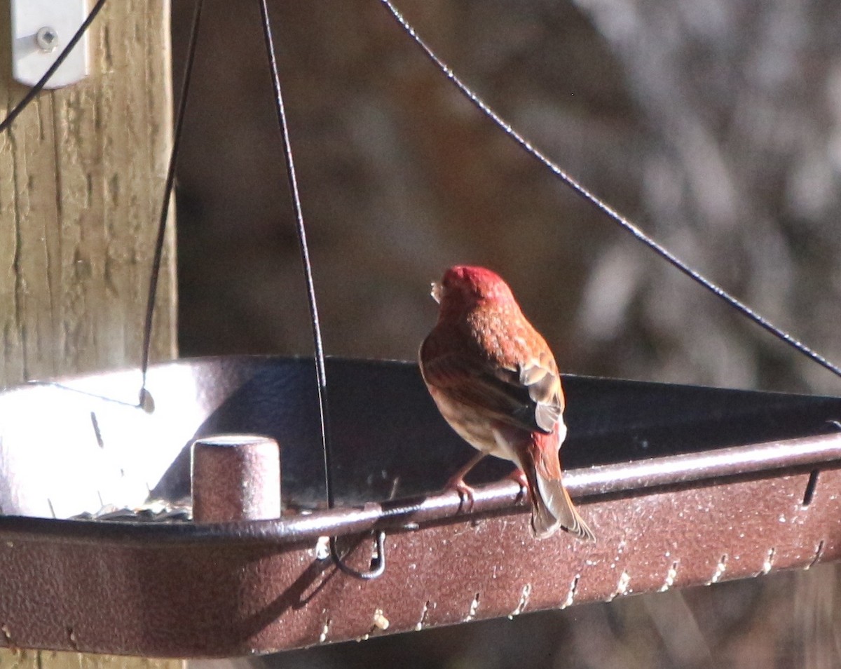 Purple Finch (Western) - ML96866491