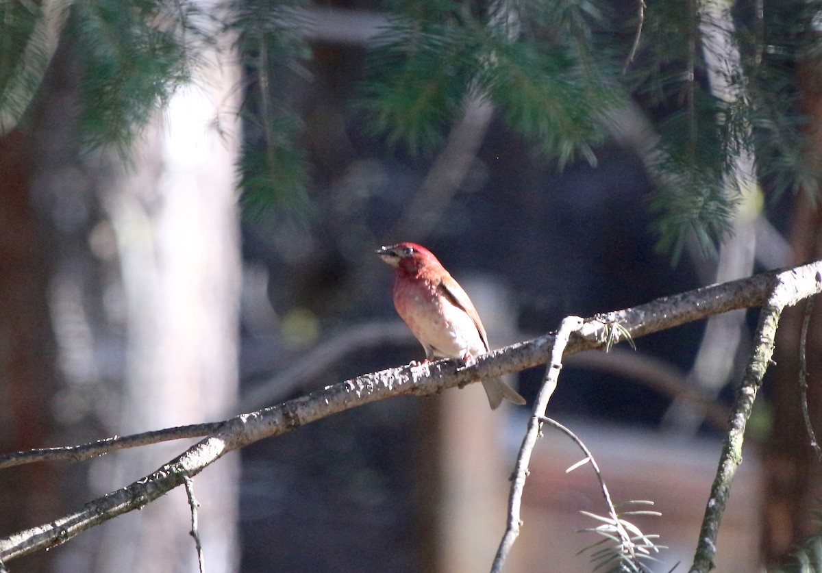Purple Finch (Western) - ML96866531