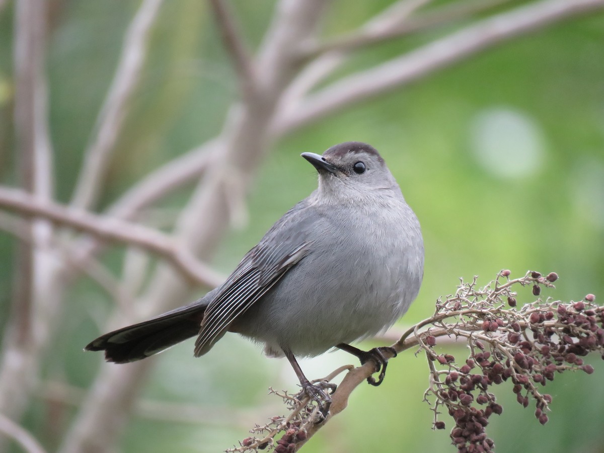 Gray Catbird - ML96867151