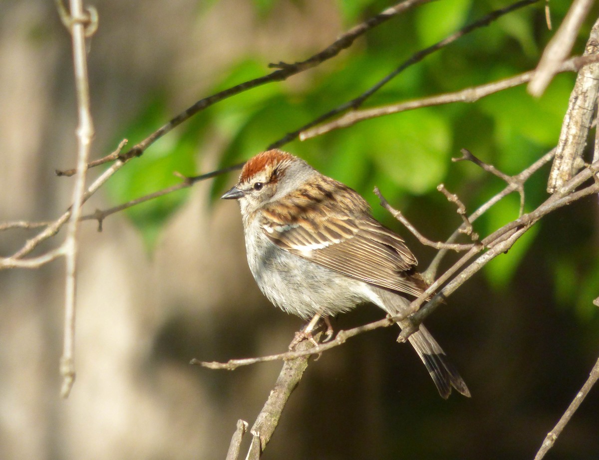Chipping Sparrow - ML96867901