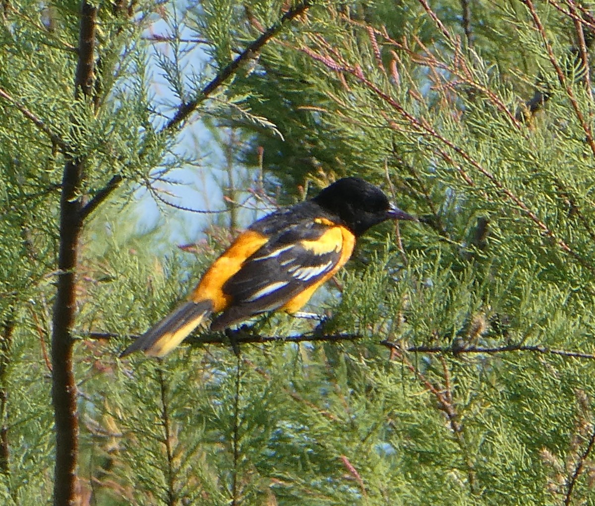 Baltimore Oriole - ML96868941