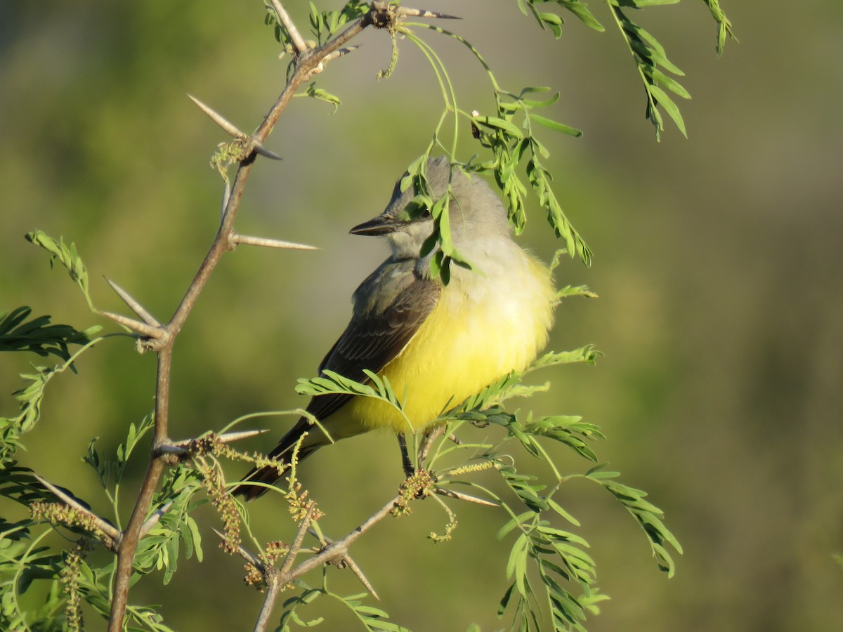 Schmalschnabel-Königstyrann - ML96869961