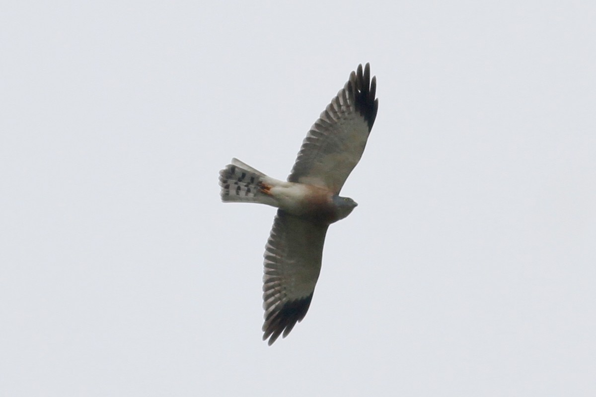 Chinese Sparrowhawk - Ting-Wei (廷維) HUNG (洪)