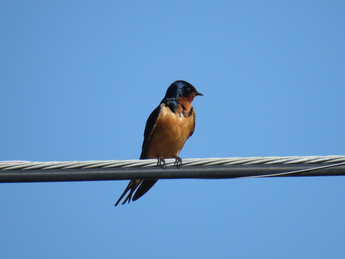 Barn Swallow - ML96870411