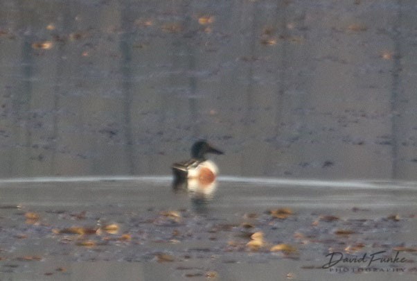 Northern Shoveler - ML96872651