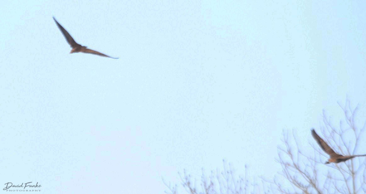 American Bittern - ML96872681