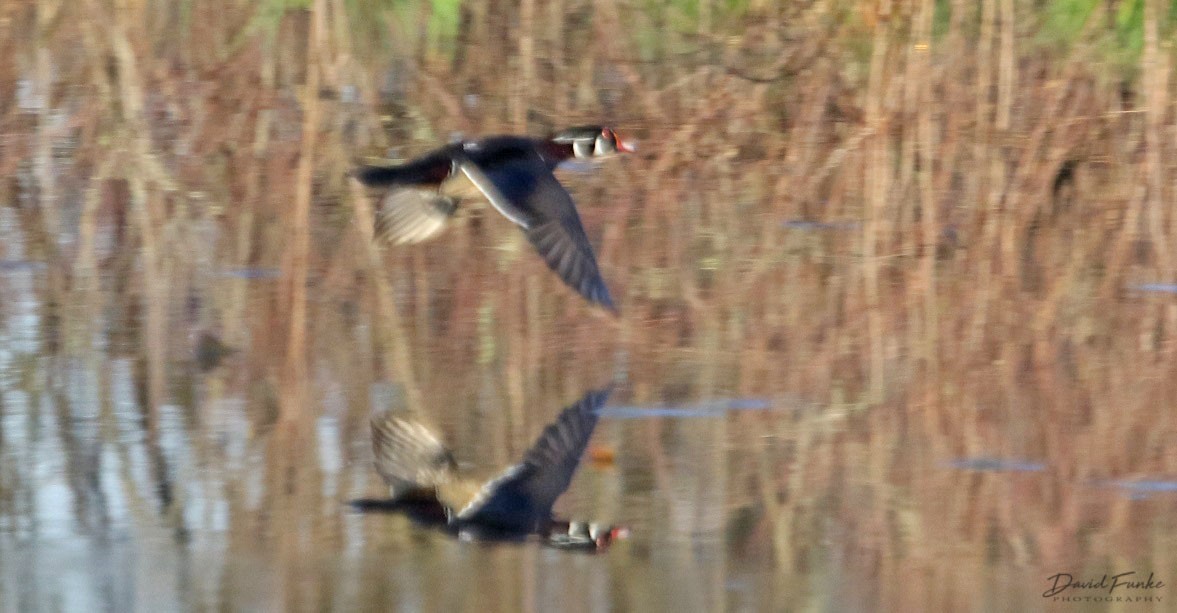 Wood Duck - ML96872751