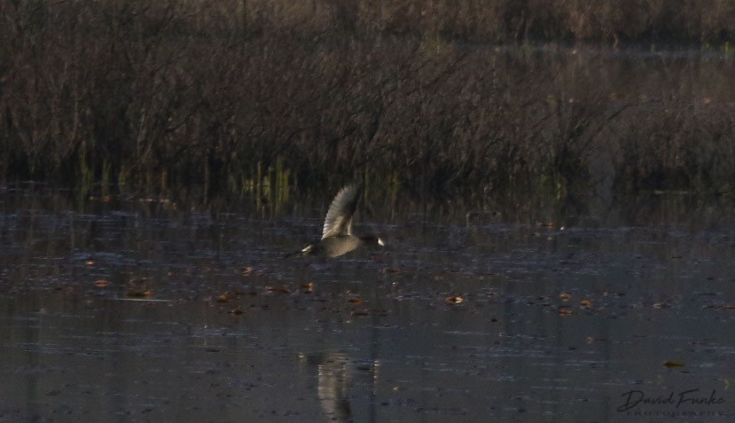 American Coot - ML96872781