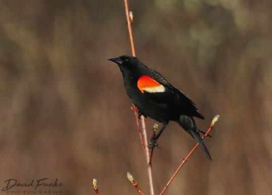 Red-winged Blackbird - David Funke