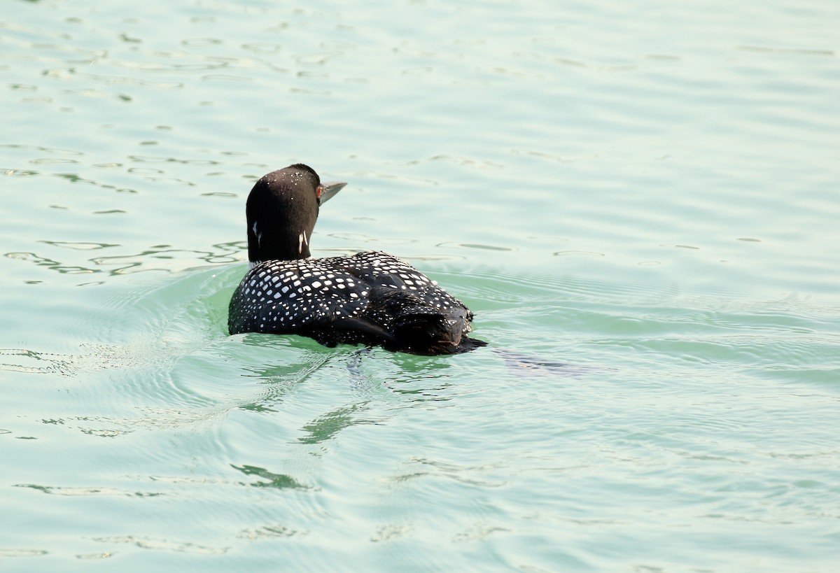 Common Loon - Nancy Zeglen