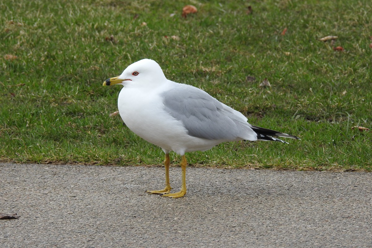 Ring-billed Gull - ML96880901