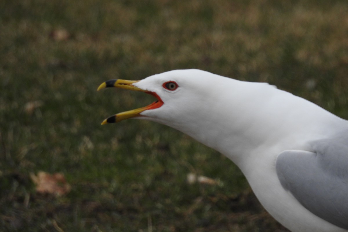 Ring-billed Gull - ML96880921