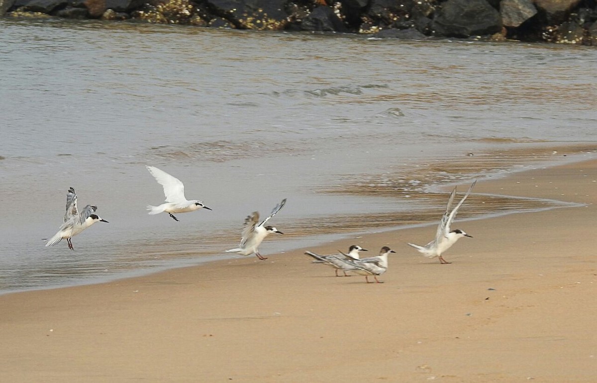 Black-naped Tern - krishnakumar K Iyer