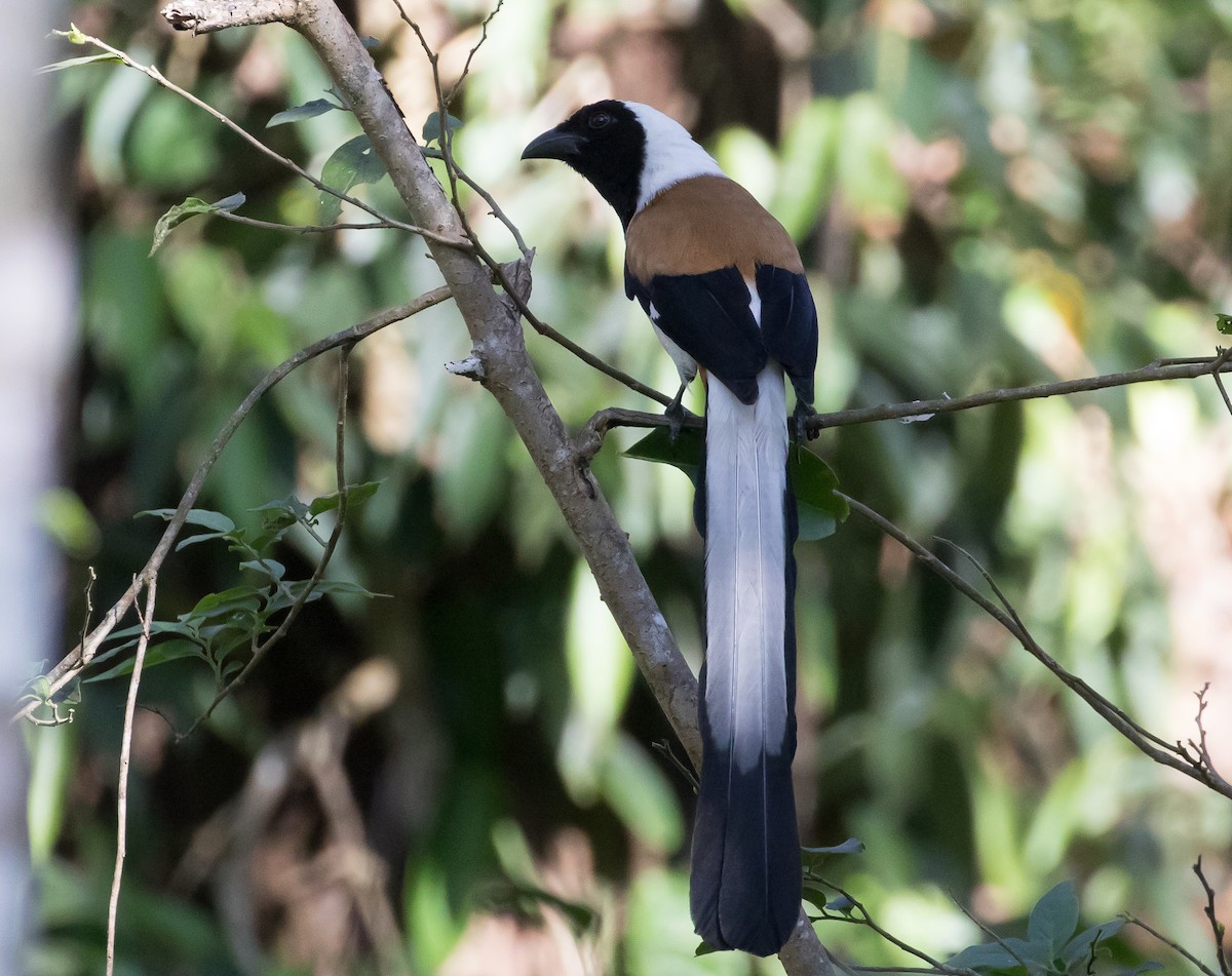 White-bellied Treepie - Ian Burgess
