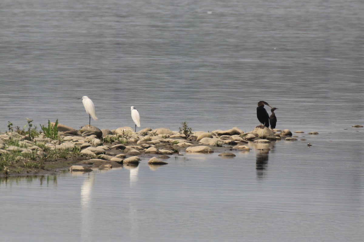 Little Cormorant - ML96886191