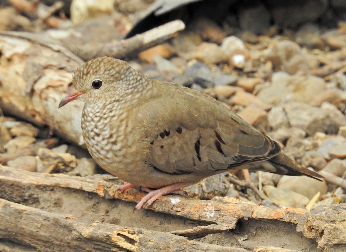 Common Ground Dove - ML96886641