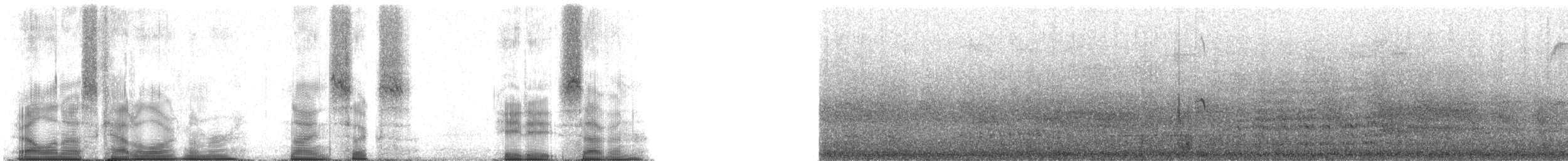 silketerne (candida/leucopes) - ML96887