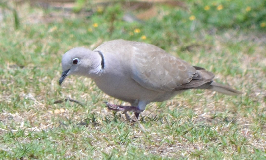 Eurasian Collared-Dove - ML96887171