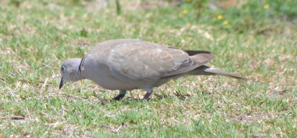 Eurasian Collared-Dove - ML96887181