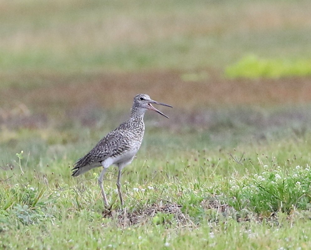 Коловодник американський (підвид semipalmata) - ML96887771