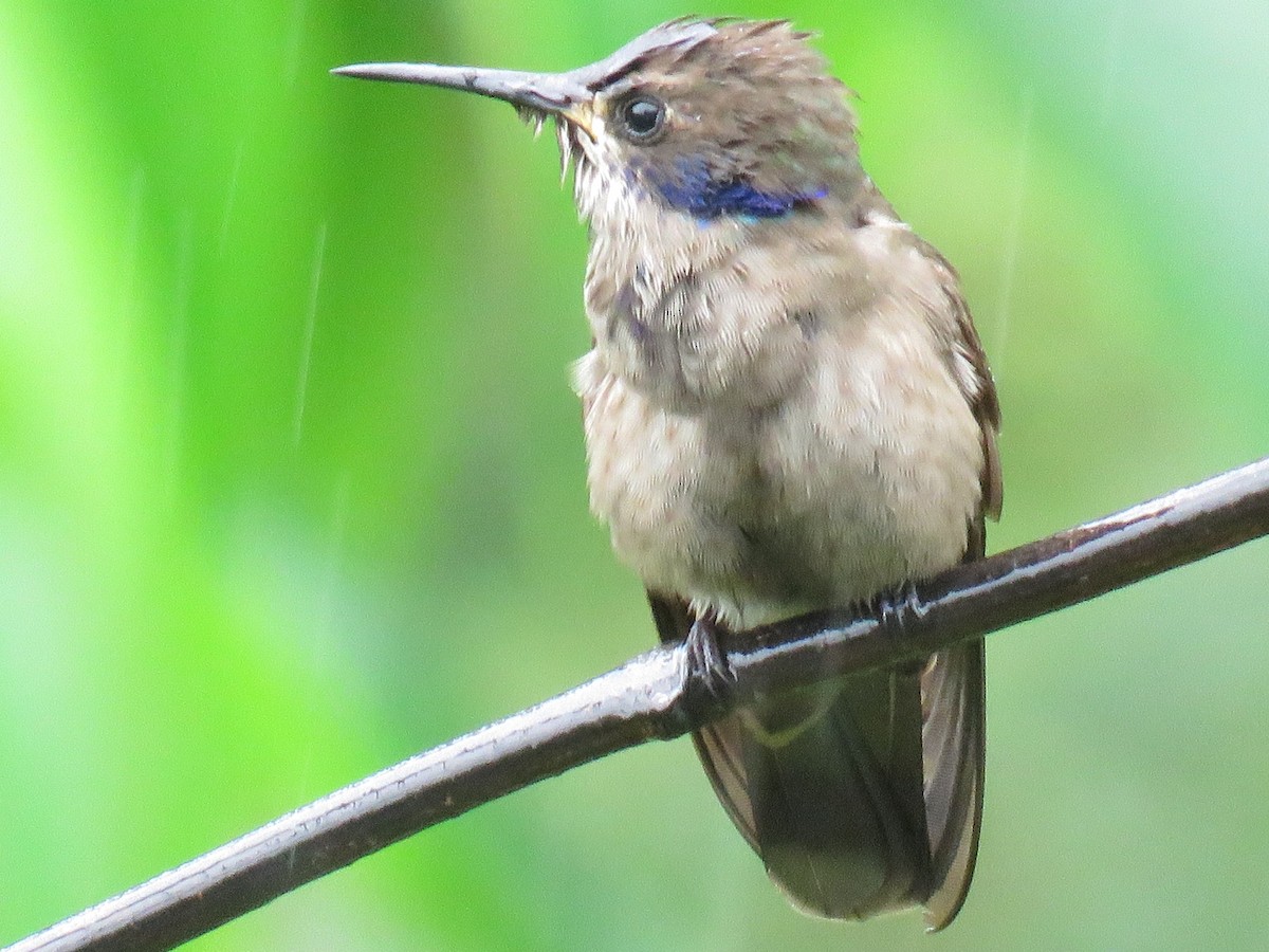 kolibřík fialovouchý - ML96888081
