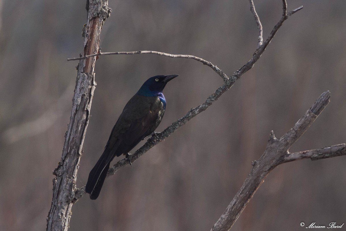 Common Grackle - ML96888441