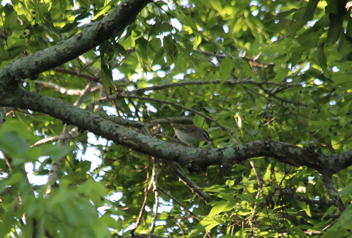 Red-eyed Vireo - John Keegan