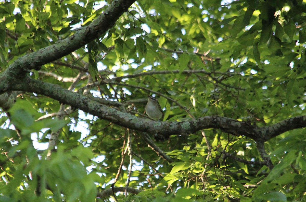 Red-eyed Vireo - John Keegan