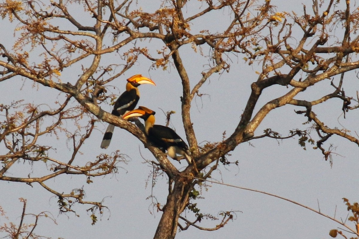 Great Hornbill - Denis Tétreault