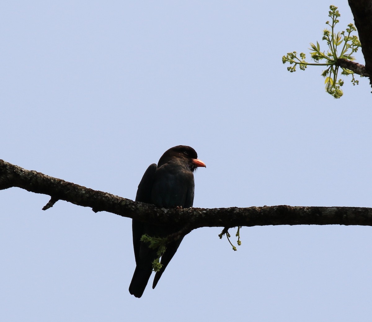 Dollarbird - ML96889831