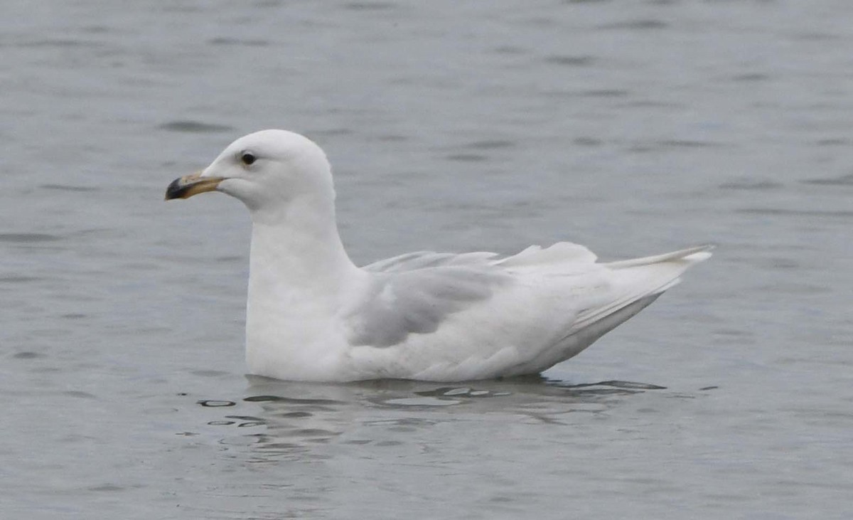 Glaucous Gull - Rayfield  Pye