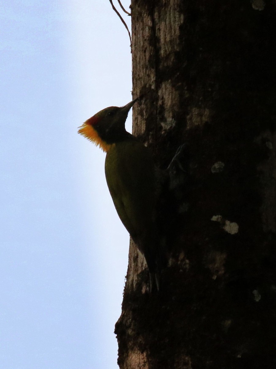 Lesser Yellownape - ML96890691