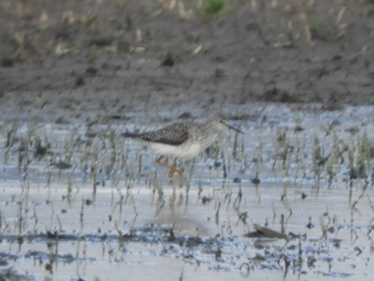 Lesser Yellowlegs - ML96891011