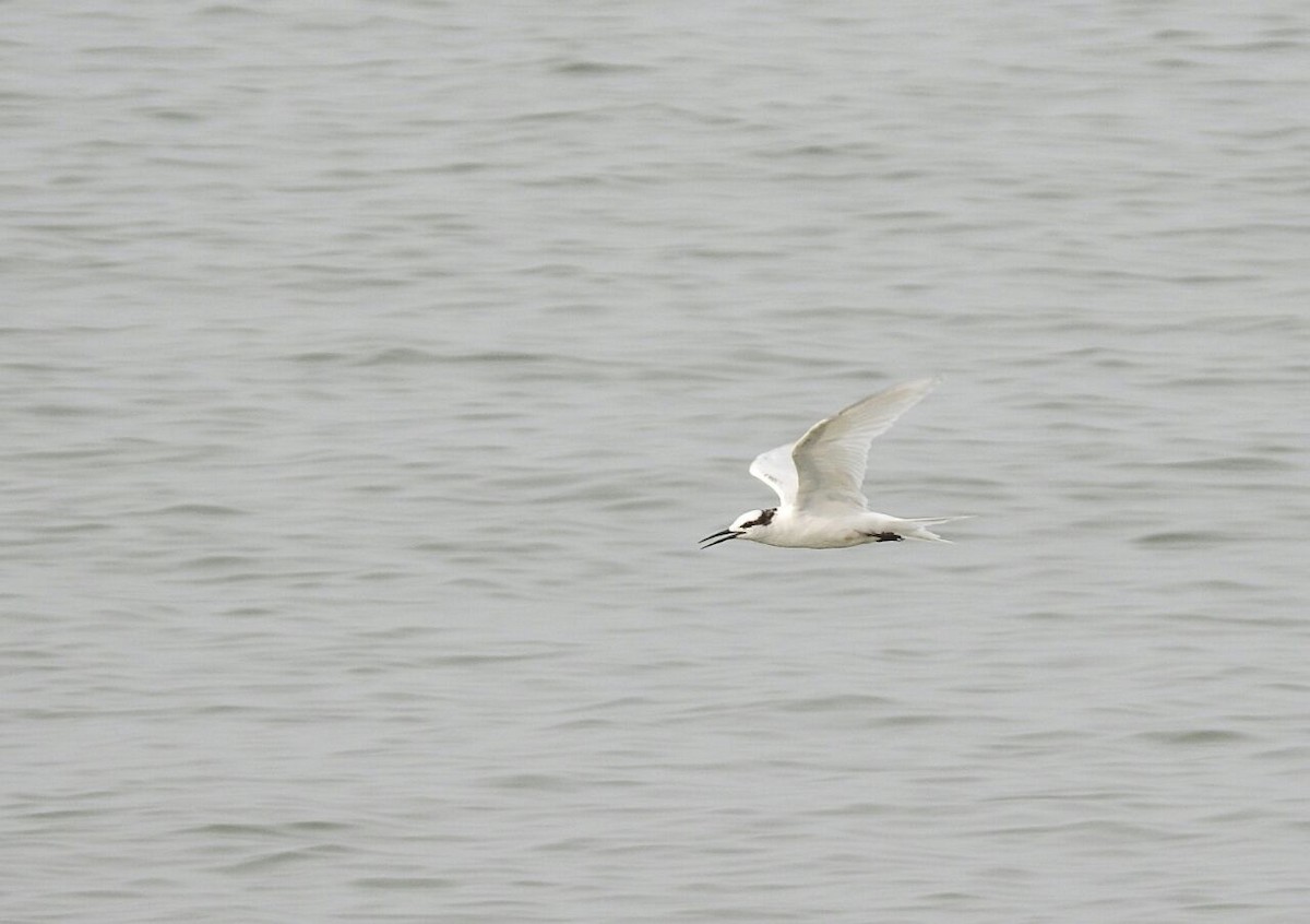 Black-naped Tern - krishnakumar K Iyer