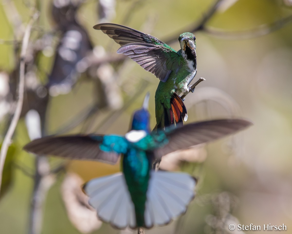 Green-breasted Mango - ML96892091