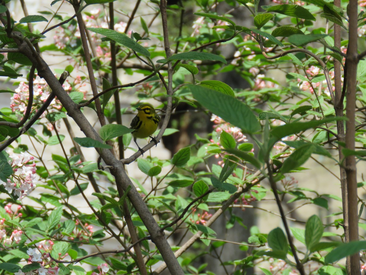 Prairie Warbler - ML96892461