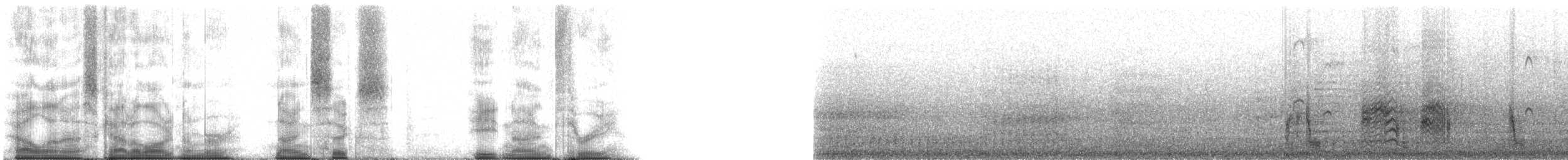 Gygis blanche (candida/leucopes) - ML96893