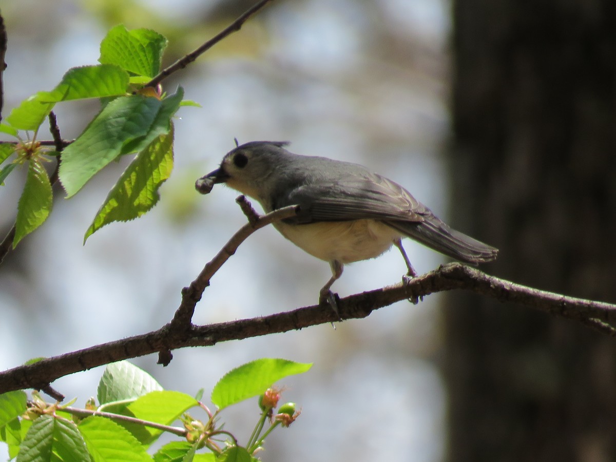 Tufted Titmouse - ML96893411