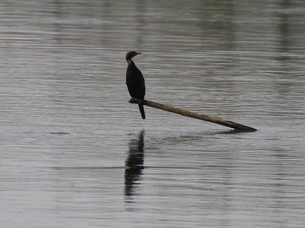 Little Cormorant - ML96895951