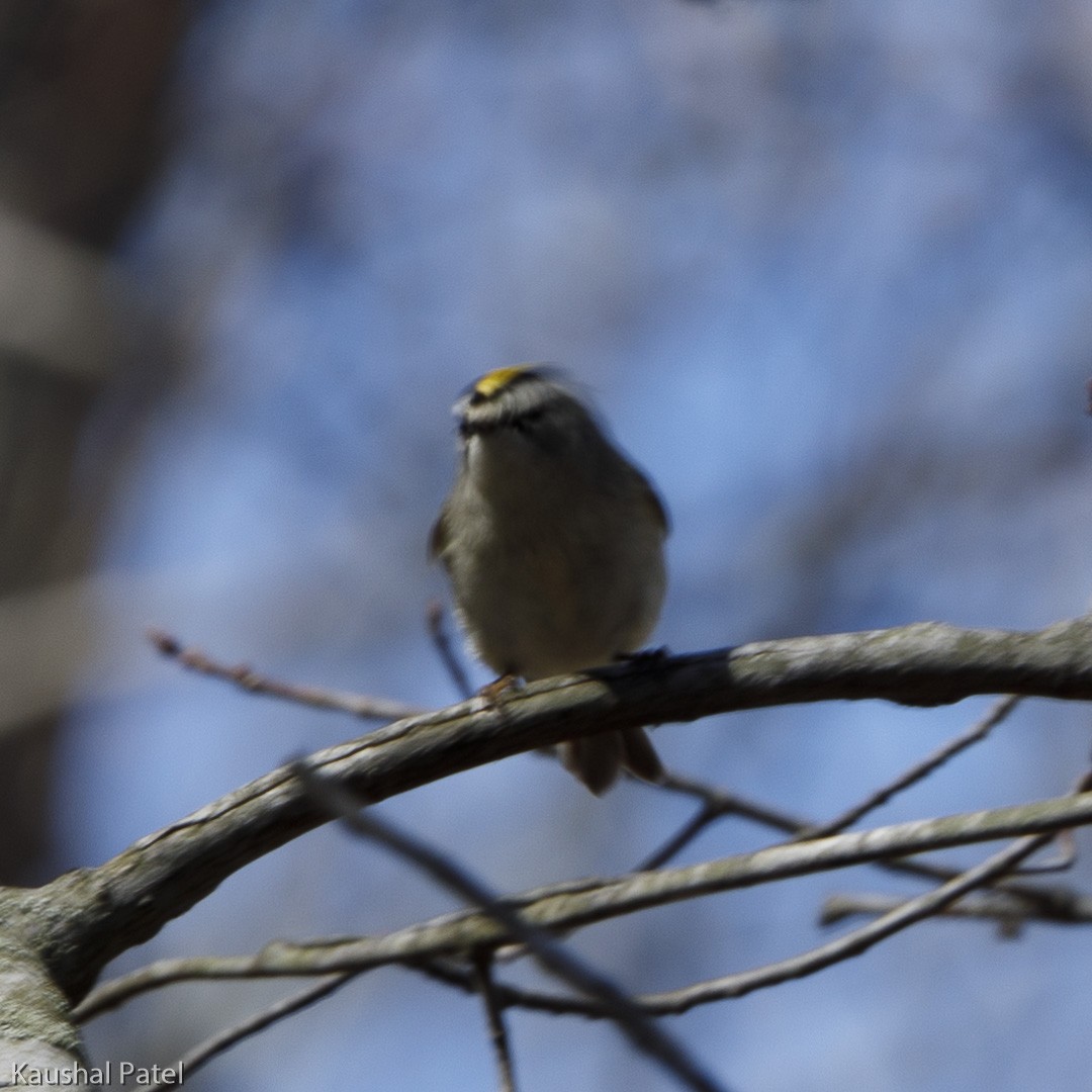 Golden-crowned Kinglet - ML96896071