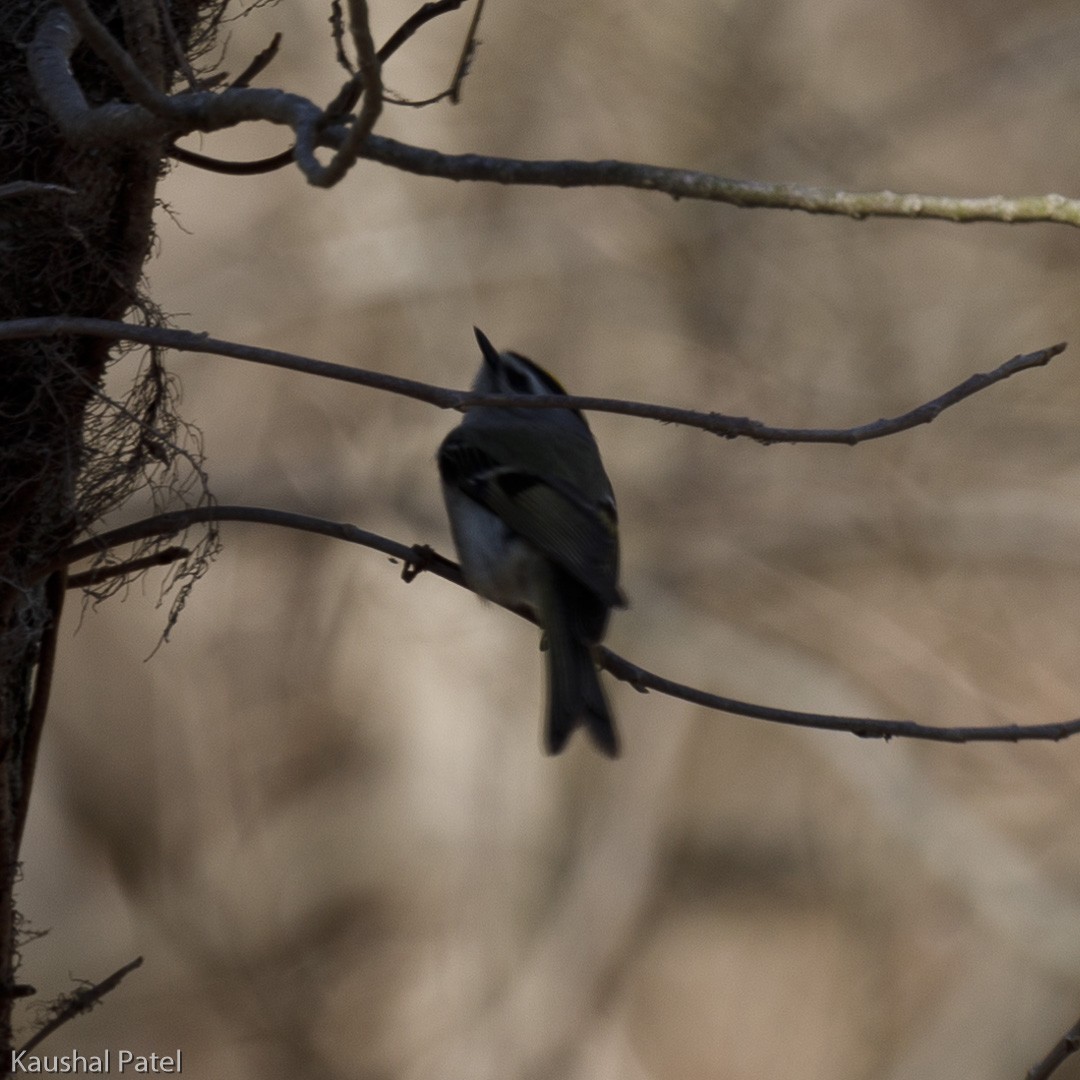 Golden-crowned Kinglet - ML96896081