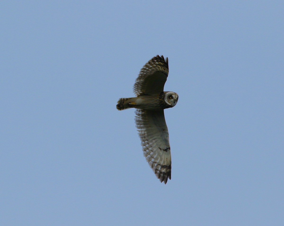 Short-eared Owl (Hawaiian) - ML96897651