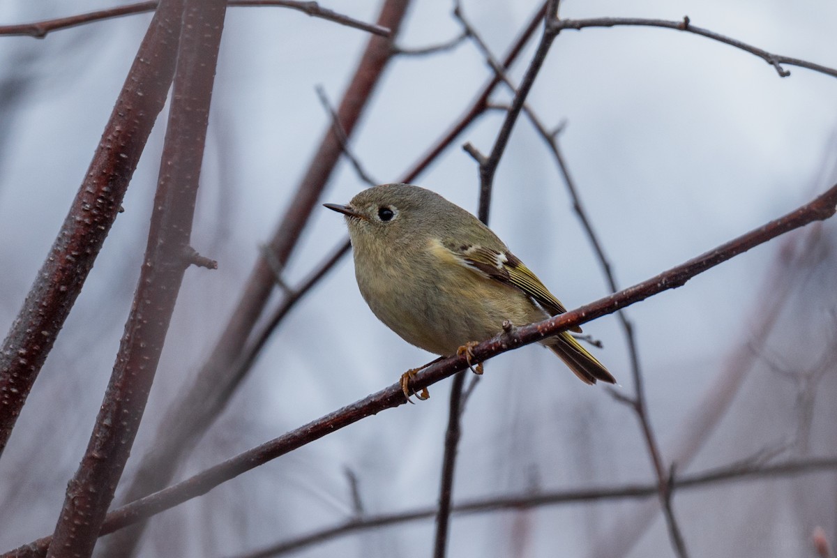 Ruby-crowned Kinglet - Kyle Tansley