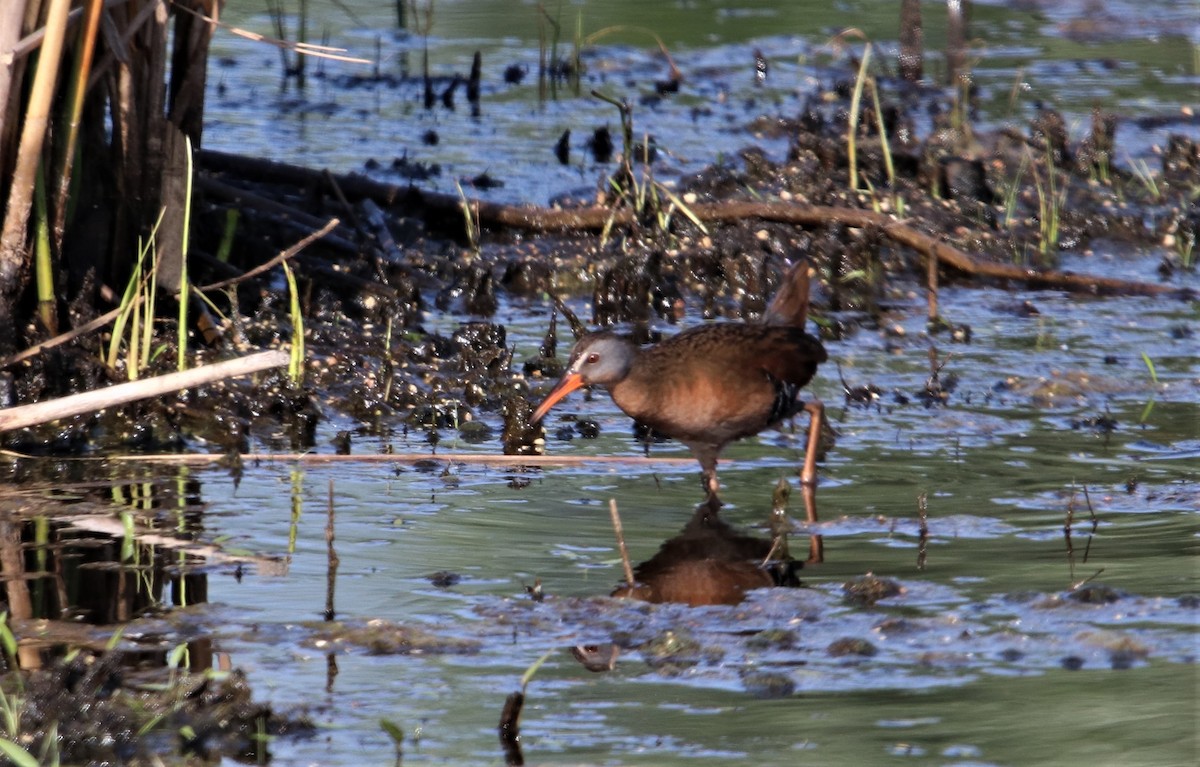 Virginia Rail - ML96897721