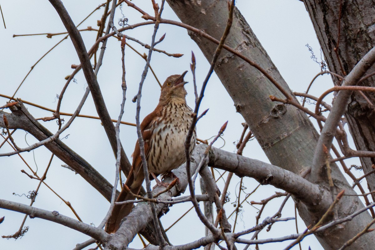 Brown Thrasher - ML96897751